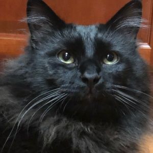 Meet your Posher, Julie